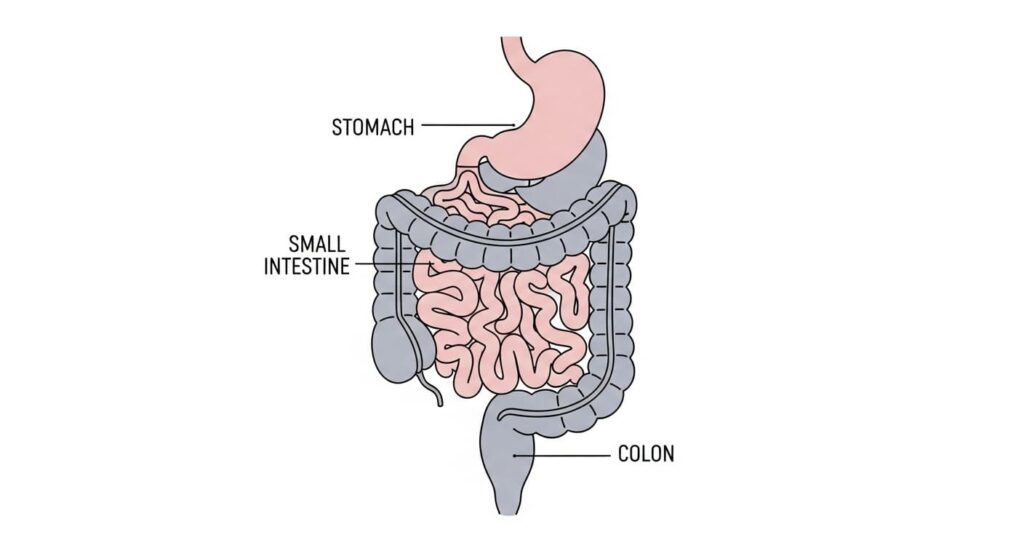How to Speed Up Digestion: Science-Backed Strategies for Faster Gut Health 2 how to speed up digestion